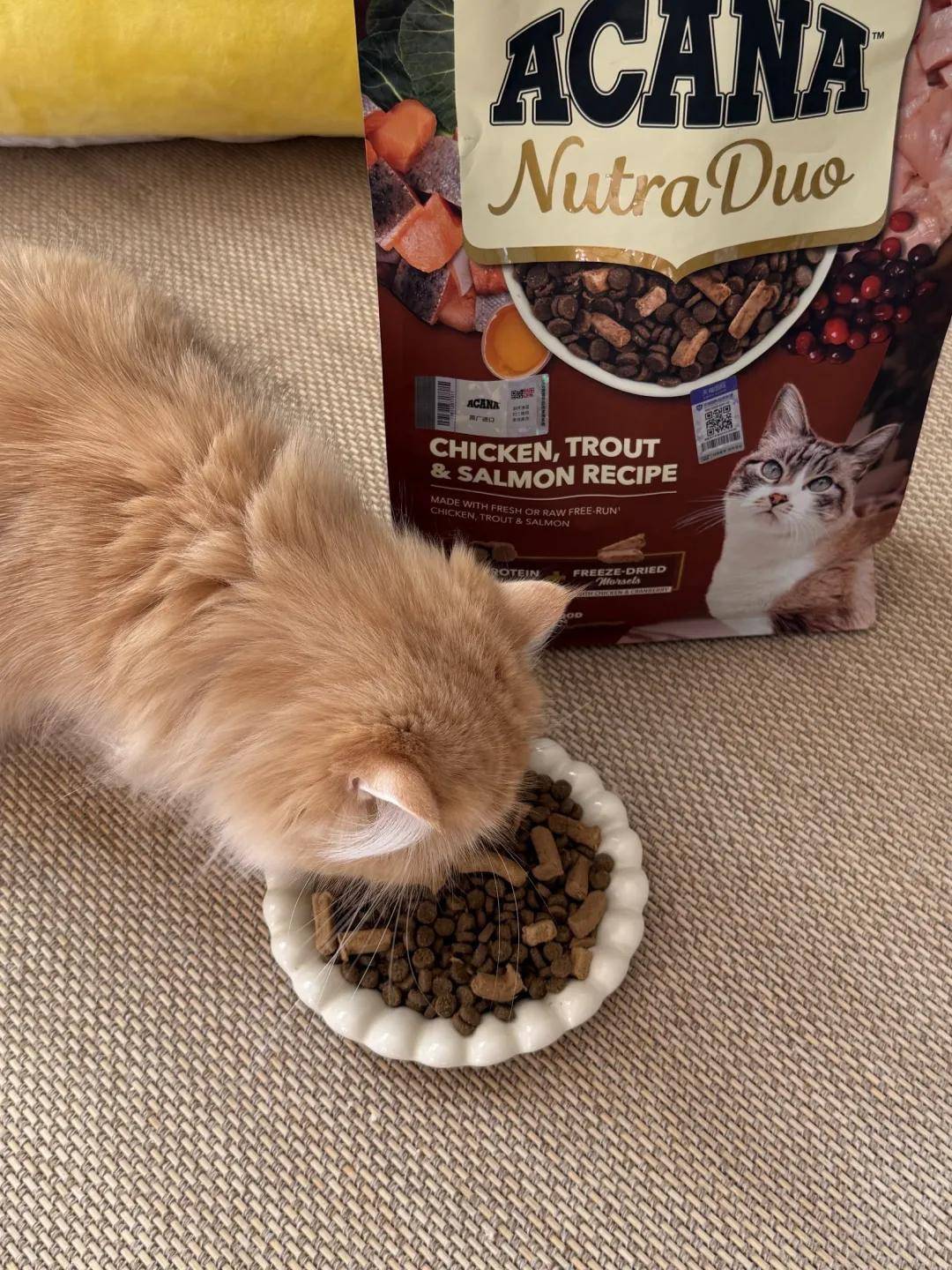 国上市高端宠粮加码“日常养护”开元棋牌爱肯拿双拼倍护宠粮中(图6)